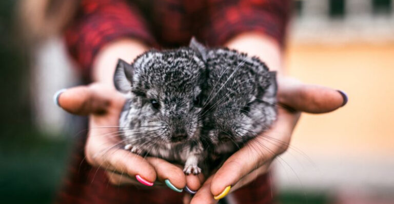 15 Small Exotic Pets That Fit In The Palm Of Your Hand