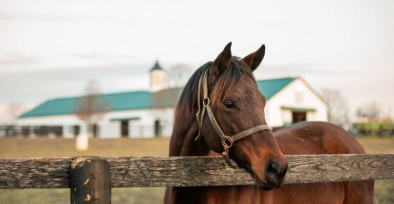 15 Small Things You Can Do Every Day To Boost Your Horse’s Well-Being