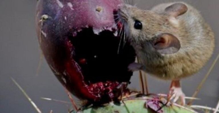 15 Smallest Rodents Ever Spotted In The U.S.