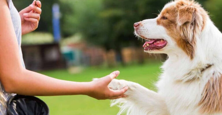 15 Smart Tips For Raising A Well-Behaved Dog (Starting With You)