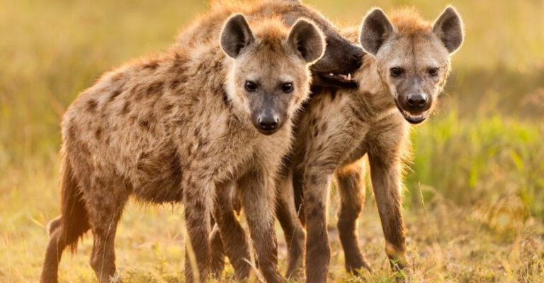 15 Sneaky Thieves Of The Animal Kingdom
