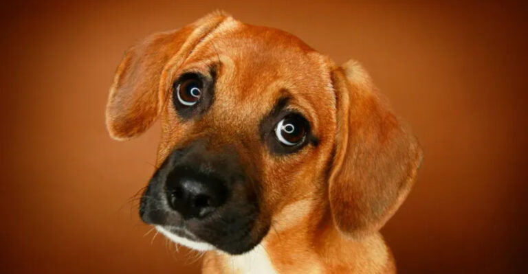 15 Stages Of A Puppy’s Journey To Emotional Connection