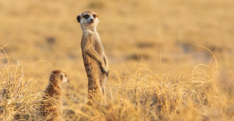 15 Strange Animal Behaviors That Used To Be Misunderstood
