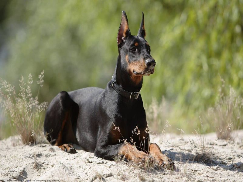 Doberman Pinscher