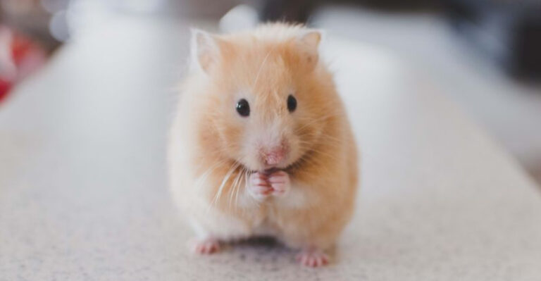 15 Subtle Clues Your Hamster Might Be Nearing The End
