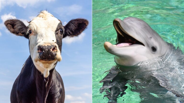 15 Surprising Animal Relatives You Didn't See Coming