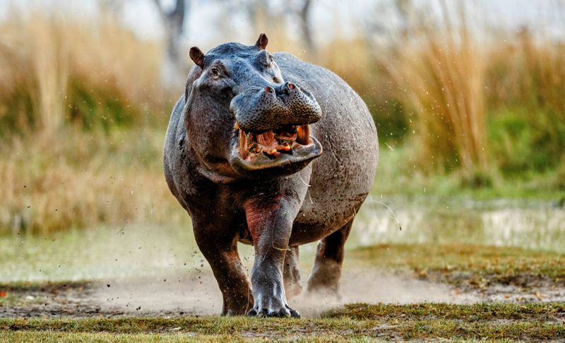Hippos And Whales