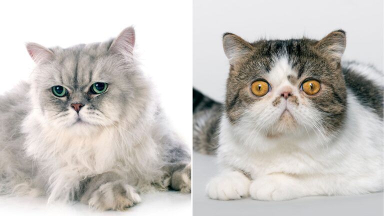 persian and exotic shorthair cat