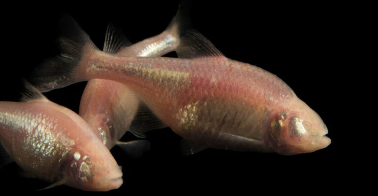 15 Surprising Facts About The Blind Mexican Cave Fish