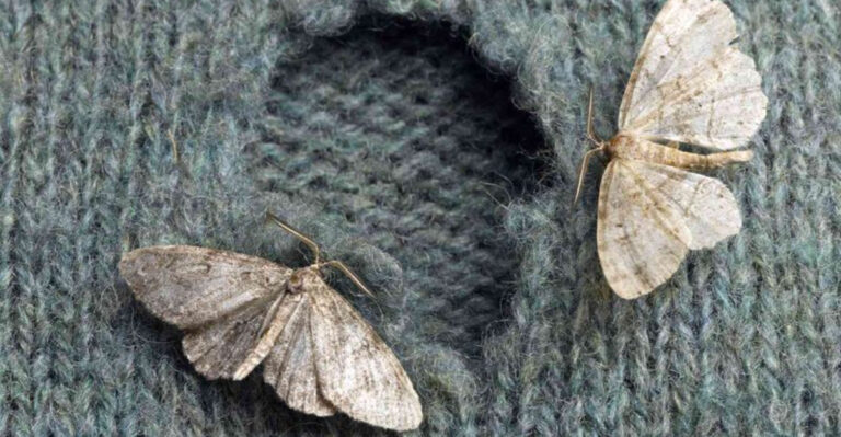 15 Surprising Facts About The Dark Side Of Butterflies And Moths