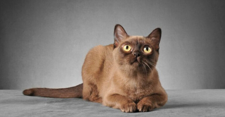 15 Surprising Facts About The Rich History Of Burmese Cats