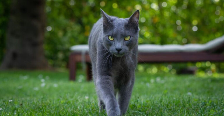 15 Surprising Facts About The Russian Blue Cat You Didn’t Know