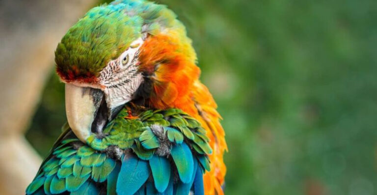 15 Surprising Reasons Birds Might Pluck Their Own Feathers