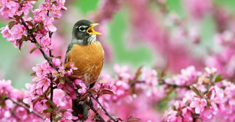 15 Surprising Reasons Birds Sing So Loudly On Spring Mornings