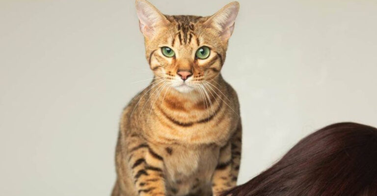 15 Surprising Things You Didn’t Know About The Serengeti Cat