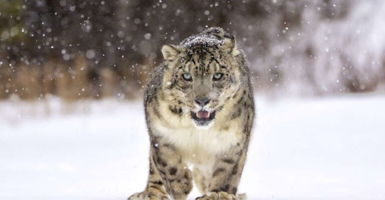 15 Surprising Ways Climate Change Affects Animal Behavior