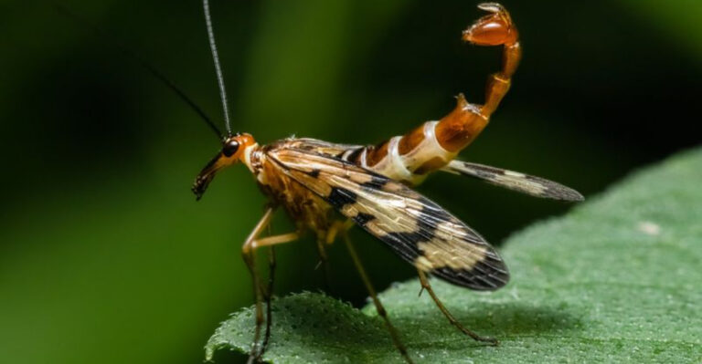 15 Things About Scorpionflies, The Most Terrifying Insect I’ve Seen