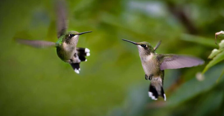 15 Things Even Expert Hummingbird Watchers Get Wrong