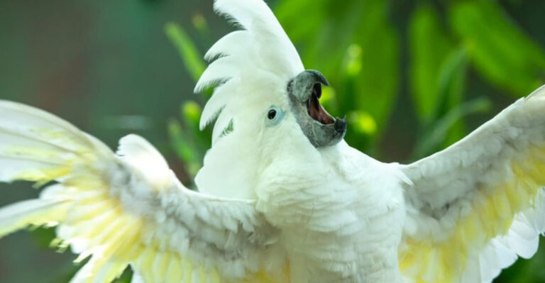 15 Things That Make Cockatoos The Most Entertaining Birds