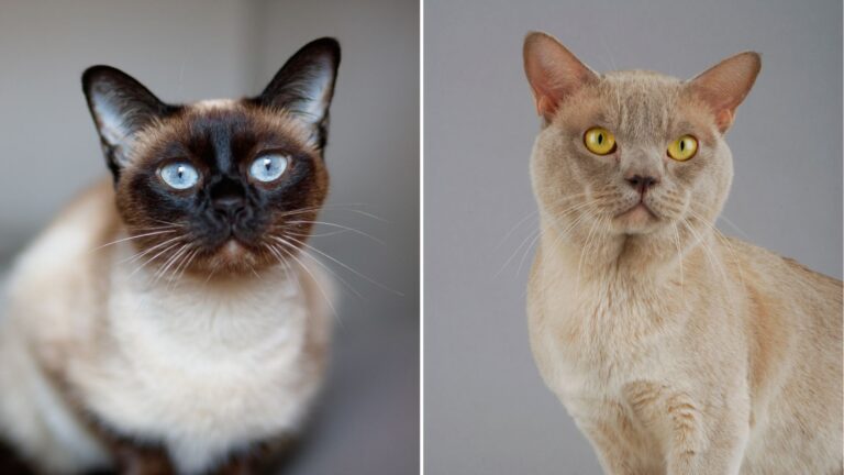 siamese and burmese cat