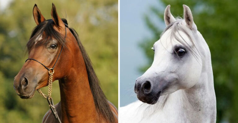 15 Things To Know Before Choosing Between Morgan And Arabian Horse