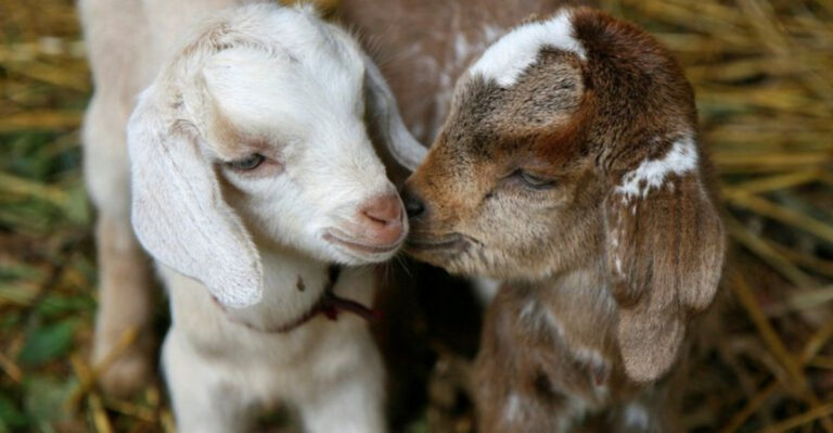 15 Things To Know Before Getting A Pet Goat