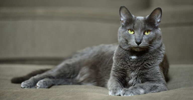 15 Things You Didn’t Know About The Korat Cat