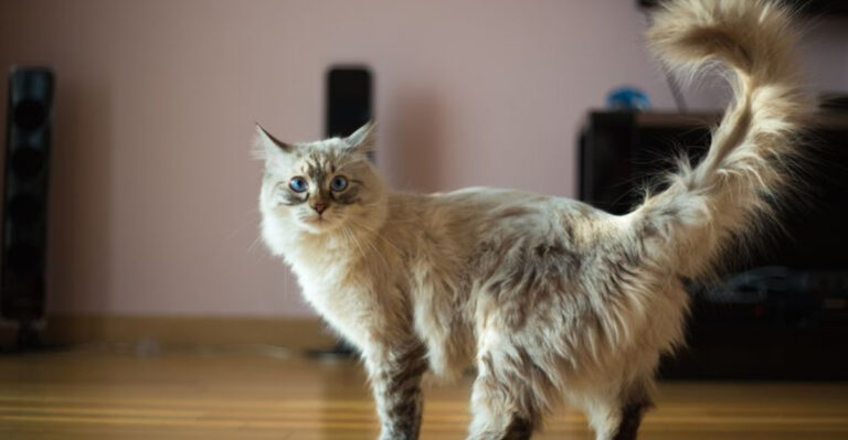 15 Things You Should Know About Your Cat’s Teenage Phase