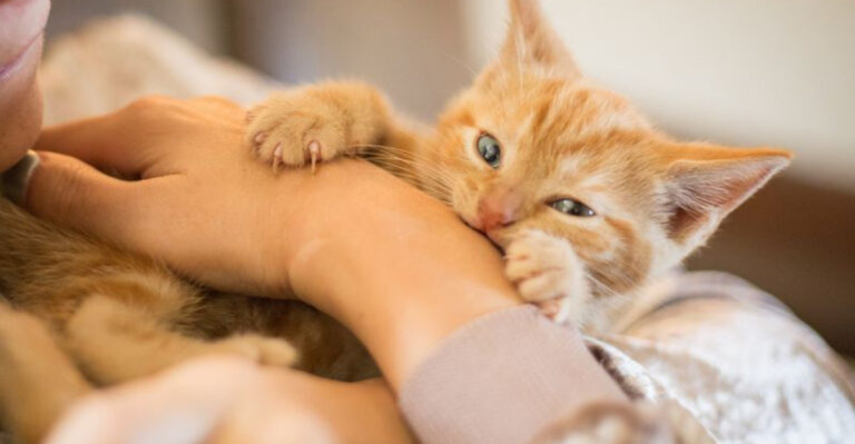 15 Things Your Cat Does That Seem Hateful (But Totally Aren’t)