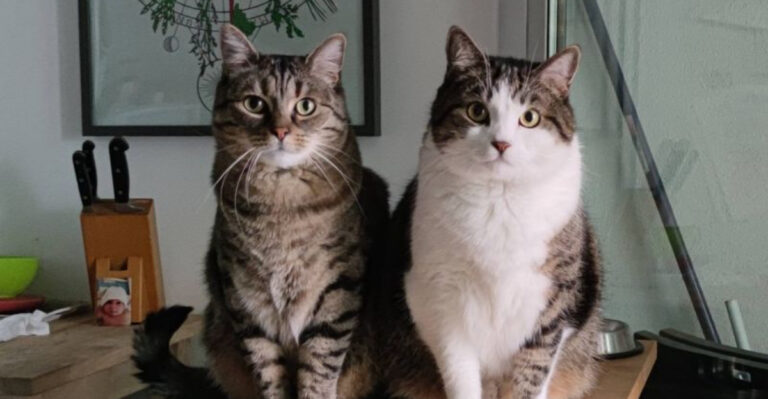 15 Things Your Cat Remembers About Your Everyday Behavior