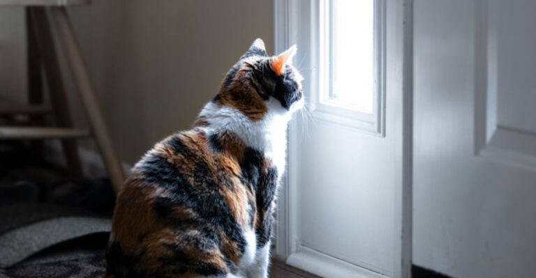 15 Times Cats Showed They Can Grieve In Silence