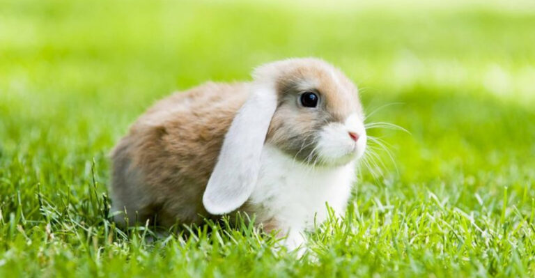 15 Tips For Building The Perfect Play Area For Your Pet Rabbit