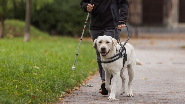 15 Top Dog Breeds For Service Work