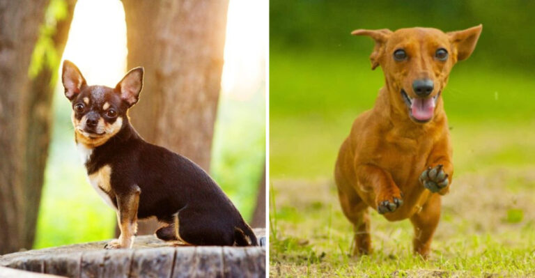 15 Traits That Make The Chihuahua Different From The Dachshund