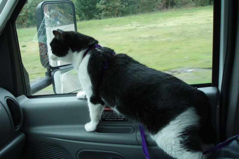 The Curious Navigator