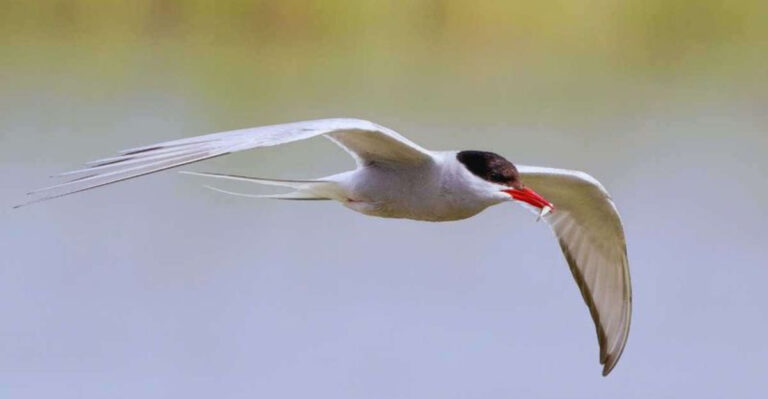 15 Unbelievable Survival Skills Of The Arctic Tern During Its Epic Migration