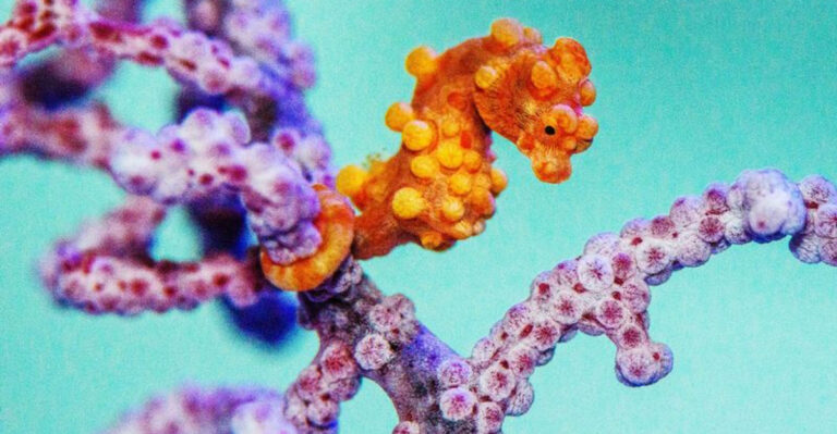 15 Uncommon Ways The Pygmy Seahorse Survives In The Ocean