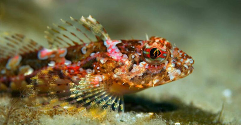 15 Underrated Fish Species That Deserve More Love