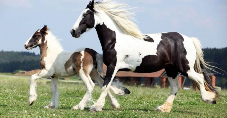 15 Unique Horse Breeds That Stand Out In Any Stable