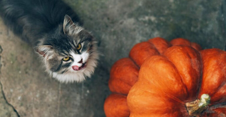 15 Veggies That Can Boost Your Cat’s Nutrition