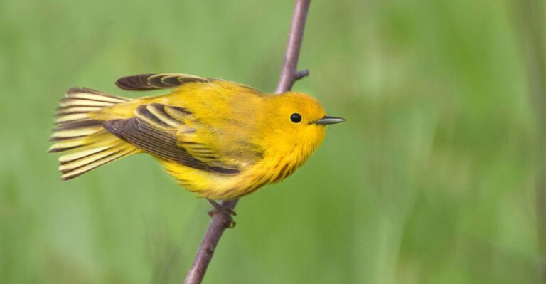 15 Vibrant Yellow Birds You’ll Want To See