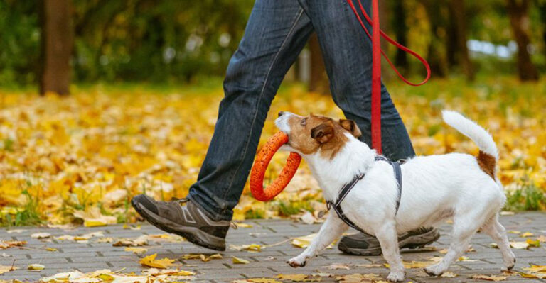 15 Ways Animal Shelters Know An Adoption Was A Perfect Fit