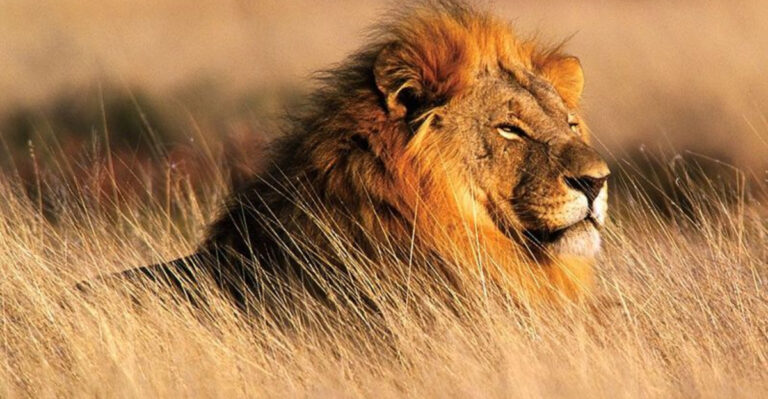 15 Ways Animals Are Inspiring Modern Creatives