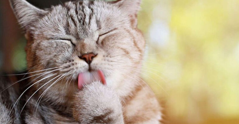 15 Ways Cats Prove They Make Easier Pets Than Dogs