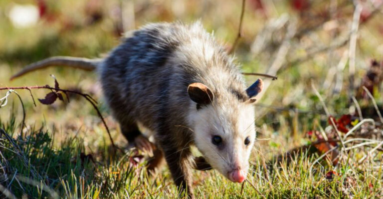 15 Ways Opossums Are Quietly Saving Your Yard