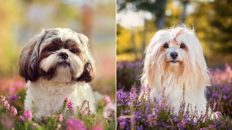 15 Ways Shih Tzus And Havanese Differ