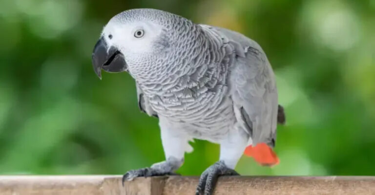 15 Ways The African Grey Parrot Uses Mimicry For Survival