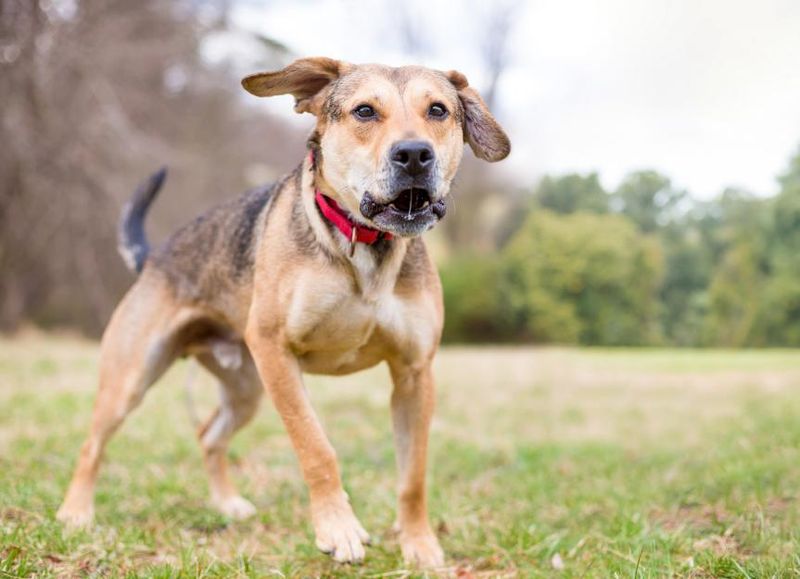 The Low-Pitched Warning Growl-Bark