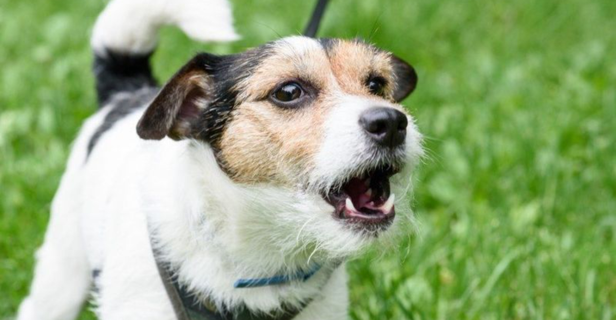 15 Ways To Interpret What Your Dog’s Barking Really Means