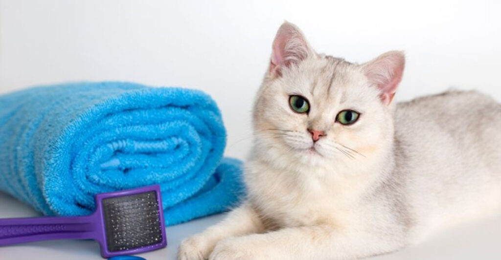 15 Ways To Keep Your Cat's Coat Looking Beautiful And Healthy